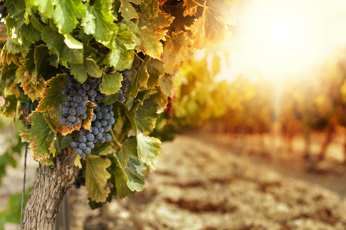Vinha: trate as melhores uvas com as melhores de cubas de vinho